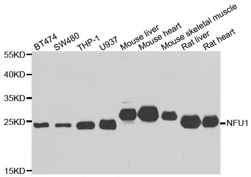 NFU1 Antibody