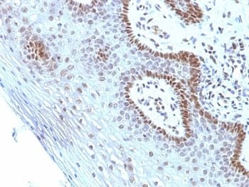 MYC / c-Myc Antibody (aa408-438, clone SPM237, Azide-free, BSA-free)