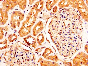 RXFP2 / LGR8 Antibody