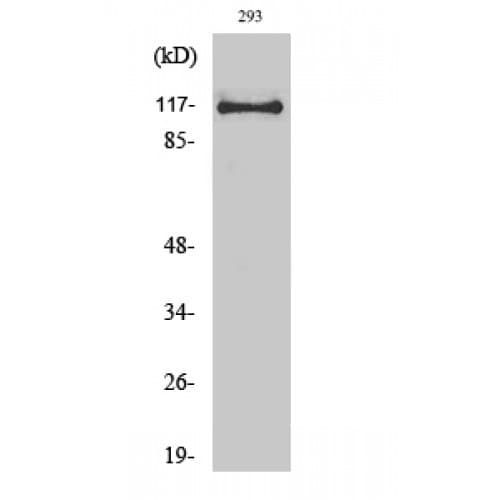 USP38 Antibody (520-600 aa, Internal)