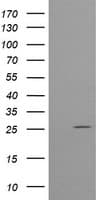 CMPK / CMPK1 Antibody (clone OTI2F5, Carrier-free)