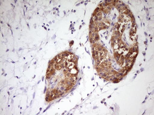HnRNP-E1 / PCBP1 Antibody (aa1-225, clone OTI3D12, Carrier-free)