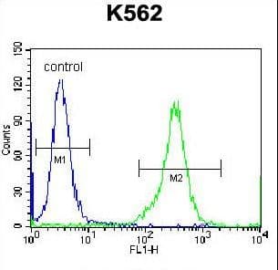 Polyclonal Rabbit anti-Human KEL / CD238 Antibody (aa214-243, WB)