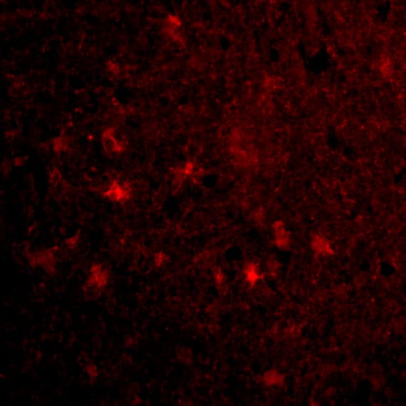 IHC-plus™ VISA / MAVS Antibody