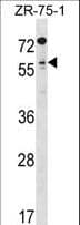 TCFL5 Antibody (aa382-411)