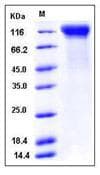 Mouse IL12RB2 Protein (Recombinant His,C-terminus)