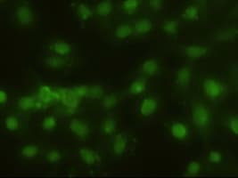 IHC-plus™ HHEX / HEX Antibody (clone 3F4 1B1)