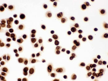 LMNB1 / Lamin B1 Antibody