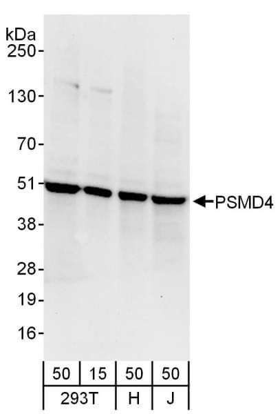 PSMD4 / RPN10 Antibody (aa250-300)
