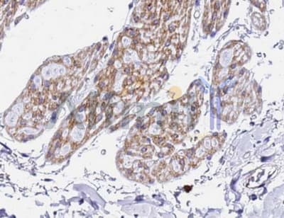 XBP1 Antibody (aa200-250)