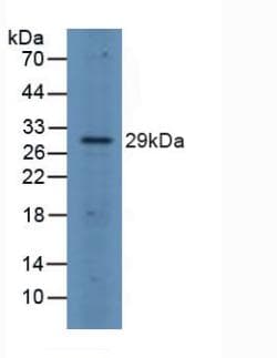 FRA-1 / FOSL1 Antibody (aa1-271, APC)
