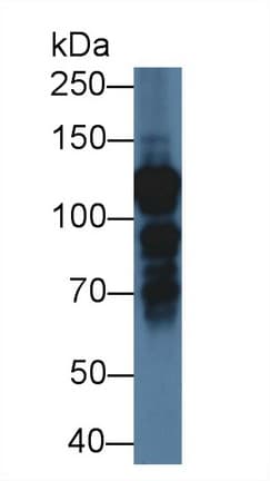 NF90 / ILF3 Antibody (aa672-891, Biotin)