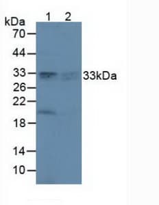 PRDX4 / Peroxiredoxin 4 Antibody (aa6-249, Cy3)
