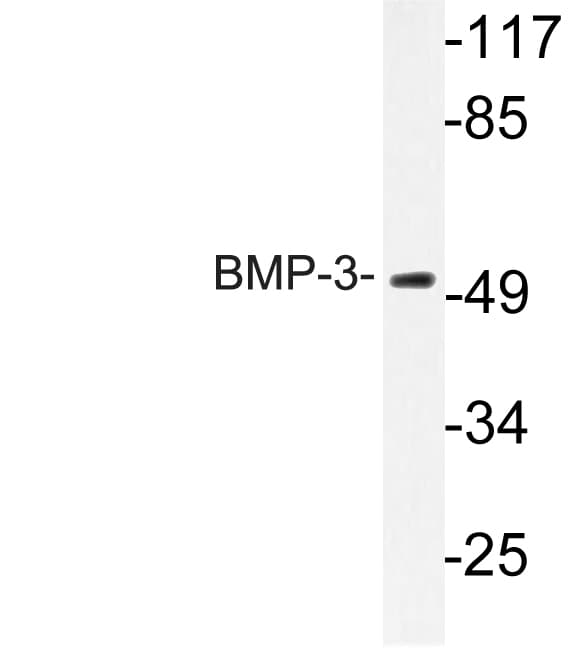 BMP3 Antibody (Glu306)