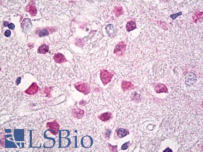 IHC-plus™ HMG1 / HMGB1 Antibody (clone IMG19N10B7, Azide-free)