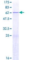 Human SPFH2 / ERLIN2 Protein (Recombinant GST)