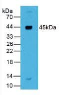 REN / Renin 1 Antibody (aa67-179, APC)