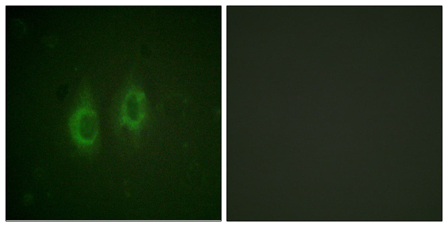 GJA1 / CX43 / Connexin 43 Antibody (aa226-275)