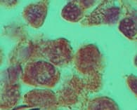 Polyclonal Rabbit anti-Mouse Rhox11 Antibody (aa139-152, IHC, WB)