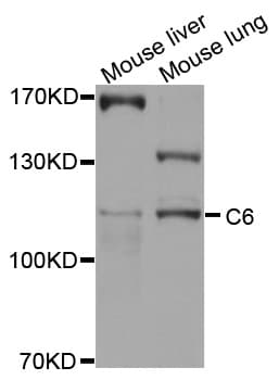 Complement C6 Antibody