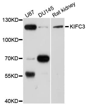 KIFC3 Antibody