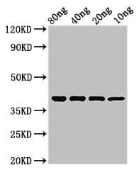 Protease 7 Antibody