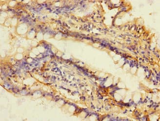 DUOX2 Antibody