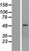 STK26 / MST4 Protein (Over-Expression Lysate Myc-DDK (Flag))