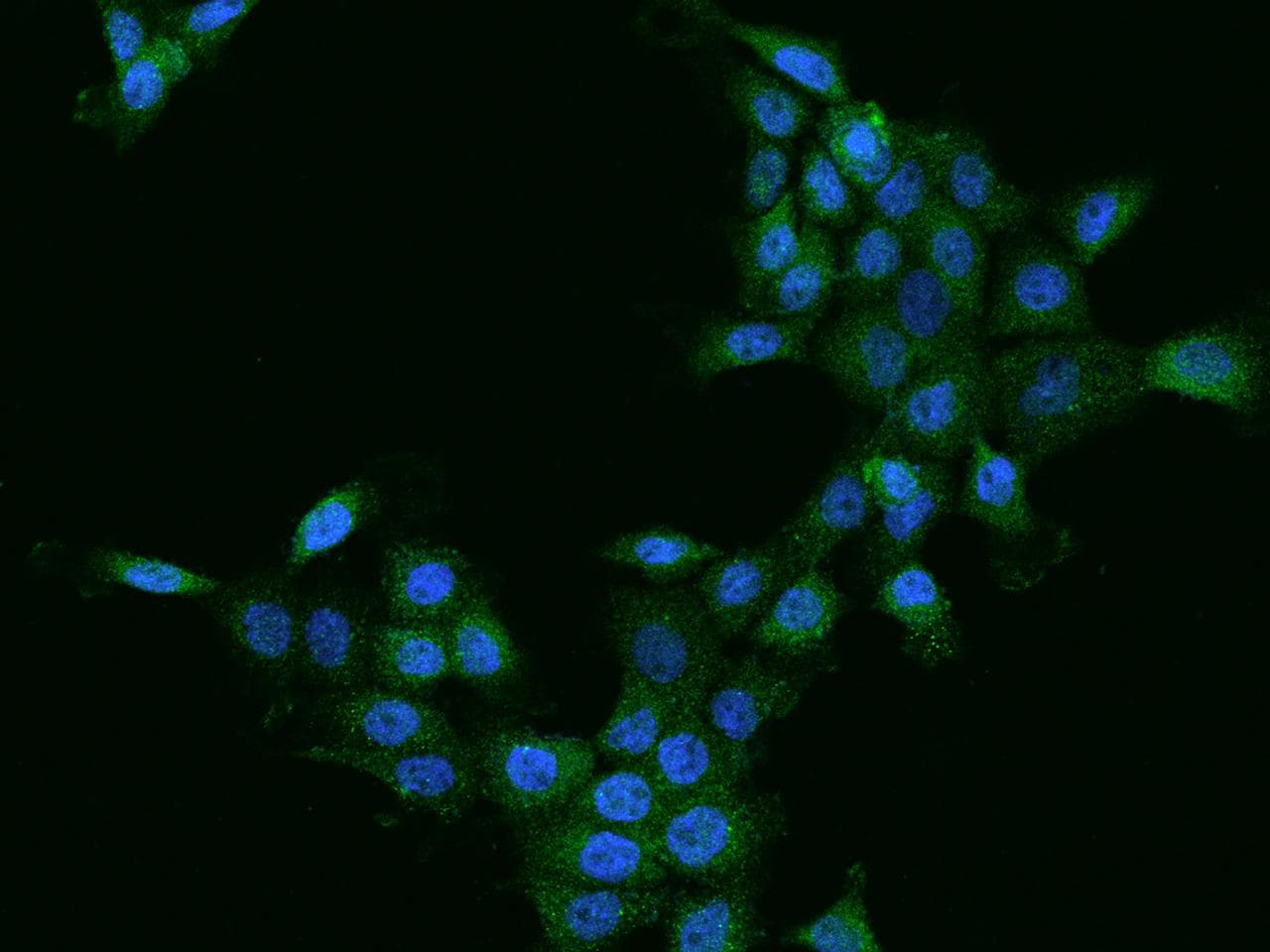 Polyclonal Rabbit anti-Human CTSZ / Cathepsin Z Antibody (IF)