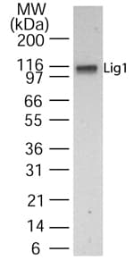 LIG1 / DNA Ligase 1 Antibody (aa51-68)