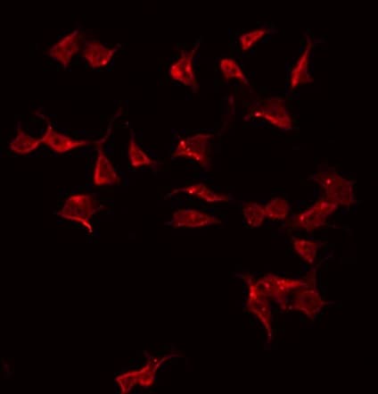 CTRP10 / C1QL2 Antibody
