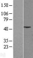 PHLDA1 Protein (Over-Expression Lysate Myc-DDK (Flag))