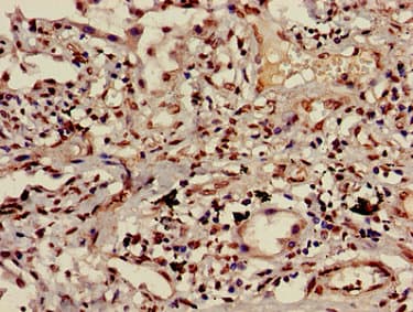 HIST1H3A Antibody