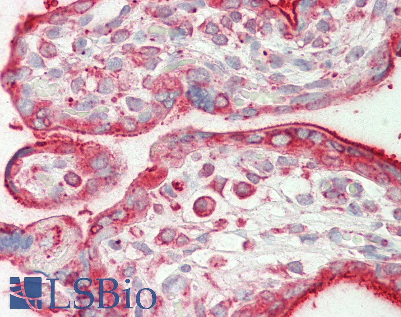 IHC-plus™ CALR / Calreticulin Antibody (aa291-304)
