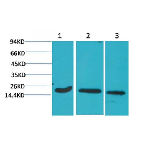 IHC-plus™ CASP3 / Caspase 3 Antibody (clone 5E1)