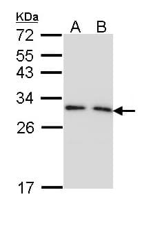 YWHAG / 14-3-3 Gamma Antibody
