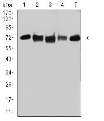Monoclonal Mouse anti-Human TRIM25 Antibody (clone 5B5B12, IHC, IF, WB)