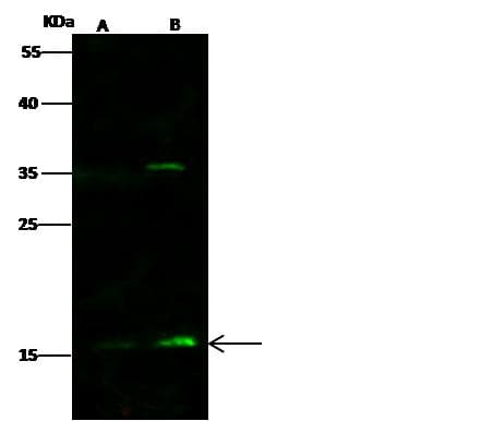 Polyclonal Rabbit anti-Mouse VPREB1 / CD179A Antibody (Preservative Free, WB)