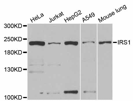 IRS1 Antibody