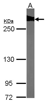 FLNB / TAP Antibody