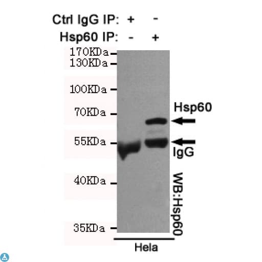 HSPD1 / HSP60 Antibody