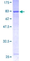 Human RABGEF1 Protein (Recombinant GST)