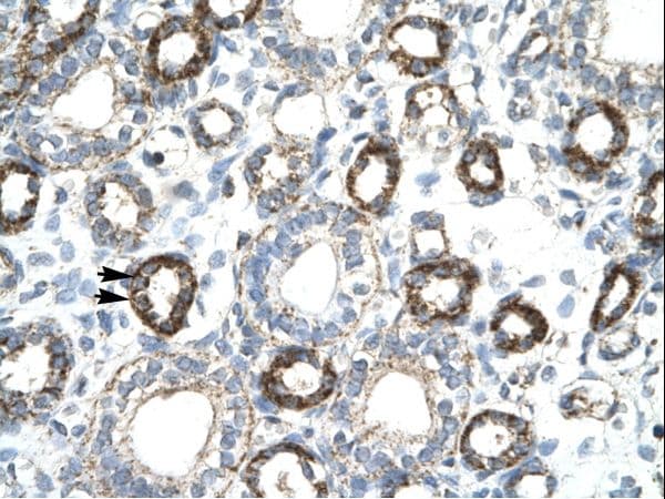 FOXF2 Antibody (aa52-101)