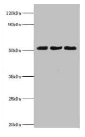 Polyclonal Rabbit anti-Human BAG5 Antibody (WB)