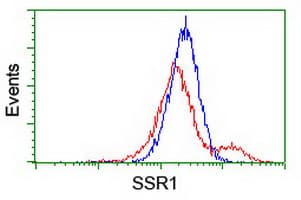 SSR1 Antibody (clone OTI 4C9)