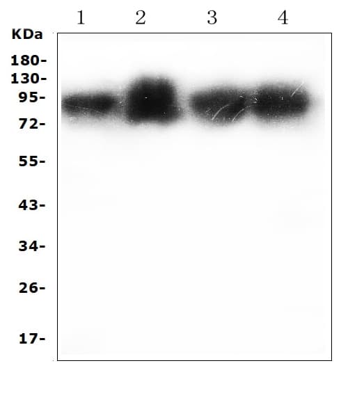 ICAM-1 / CD54 Antibody (aa198-537)