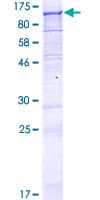 Human C1orf2 / FAM189B Protein (Recombinant GST)