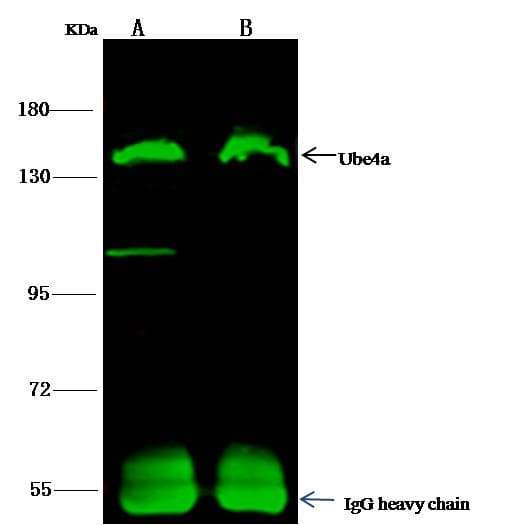 E4 / UBE4A Antibody (Preservative Free)