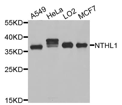NTHL1 Antibody