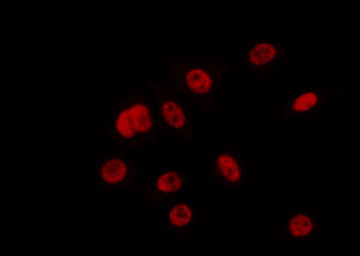 ZC3H13 Antibody